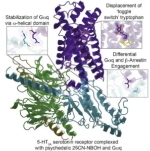 La struttura di un recettore della serotonina 5-H2A attivato da uno psichedelico.