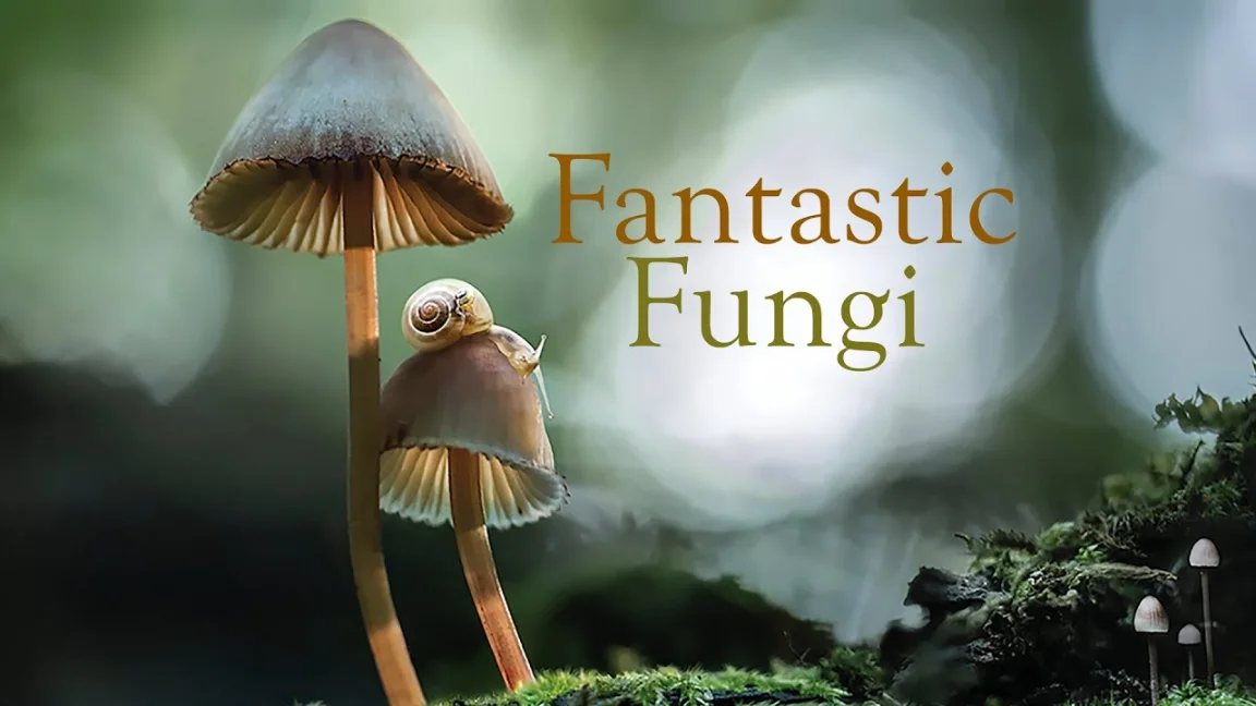 fantastinen sienet paul stamets netflix psilosybiini dokumenttielokuva
