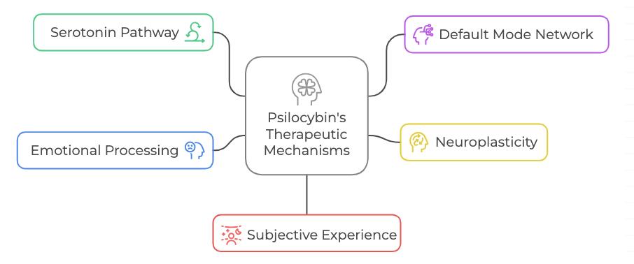 Infografía que muestra los mecanismos terapéuticos de la psilocibina en el cerebro