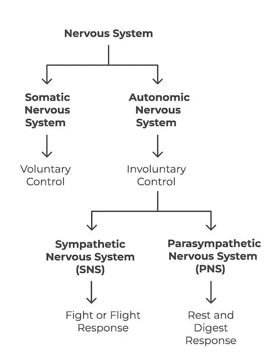 Concept map of somatic and autonomic nervous system functions.