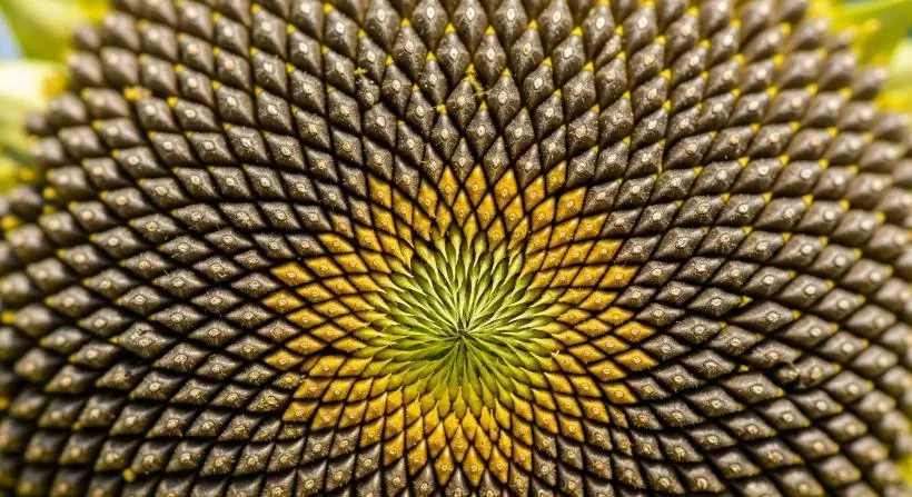 Sunflower showing natural fractal pattern.
