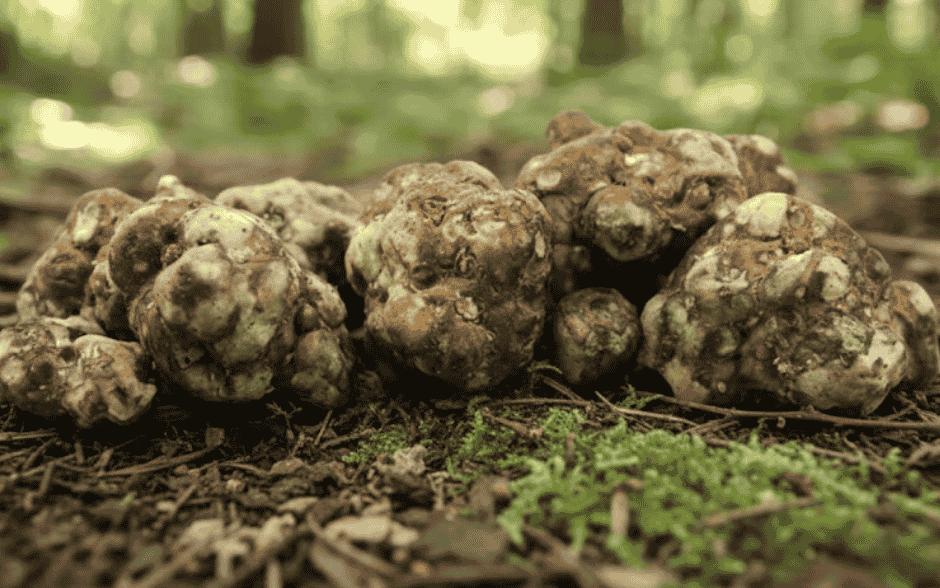 Magiska tryfflar